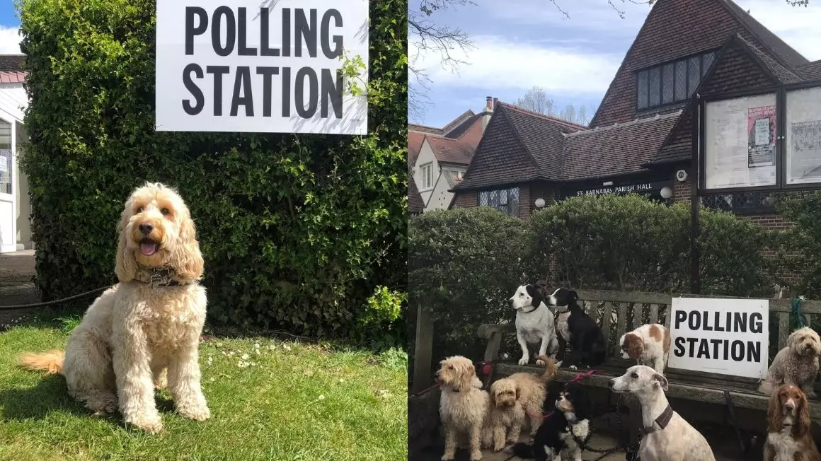 Dogs At Polling Stations Are Back And Here Are The Best Pictures