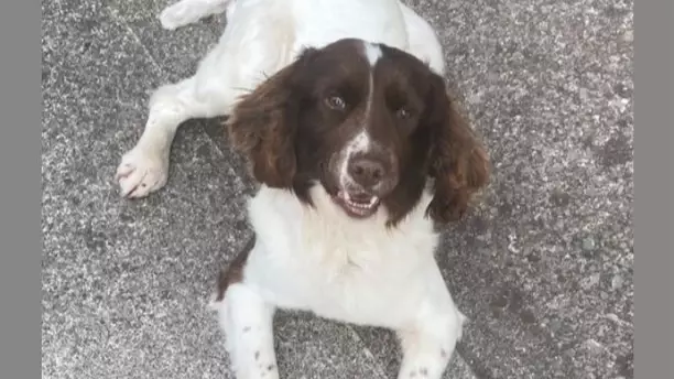 Dog Stolen In Cork Rescued From The UK And Returned To Owner After Months