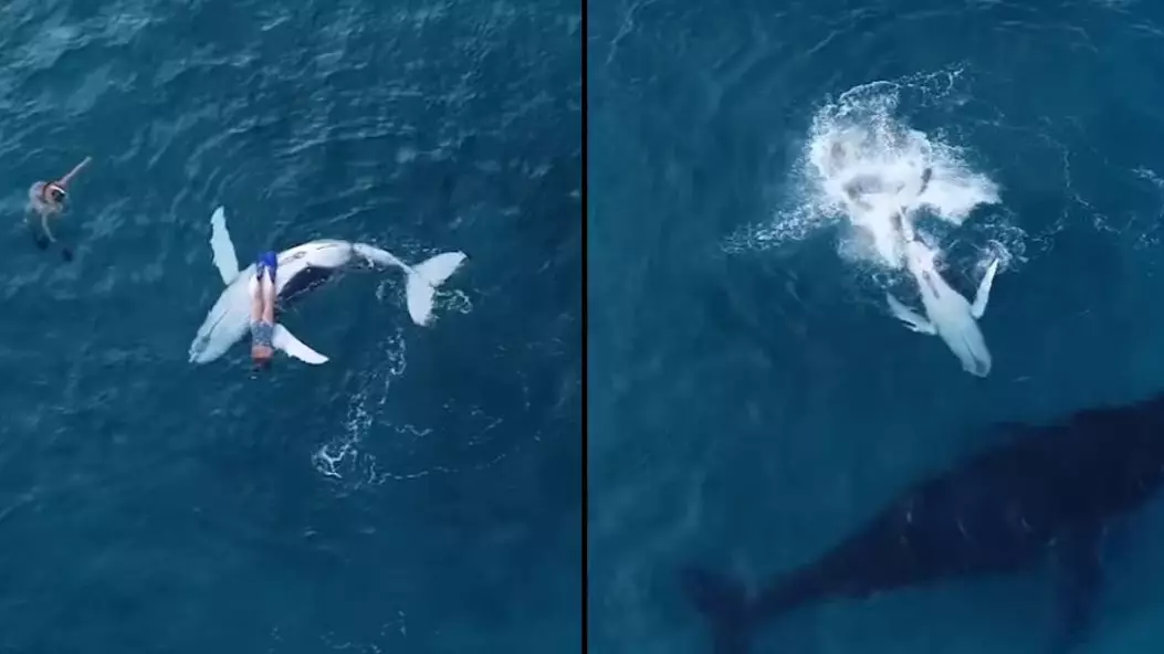 Curious Baby Whale Leaves Mum To Cuddle Up To Diver