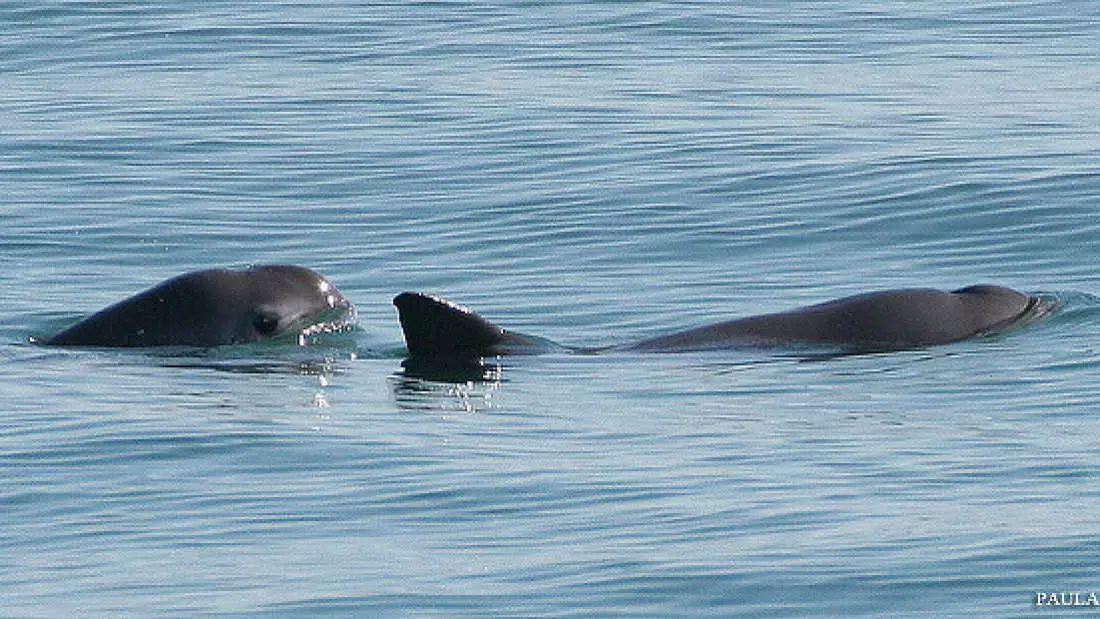 There are less than 30 Vaquita's left in the wild. (