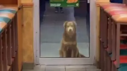 Stray Dog Named 'Subway Sally' Visits Same Store Every Day For Dinner