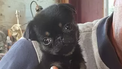 Dumped Five-Week-Old Pug Finds His Forever Home 