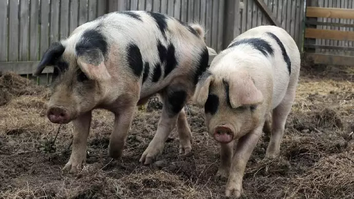 Primary School Plans To Slaughter Pet Pigs To Teach Pupils About Food Chain