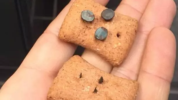 Dog Walker Finds Sadistic Dog Biscuits Laced With Nails In Park