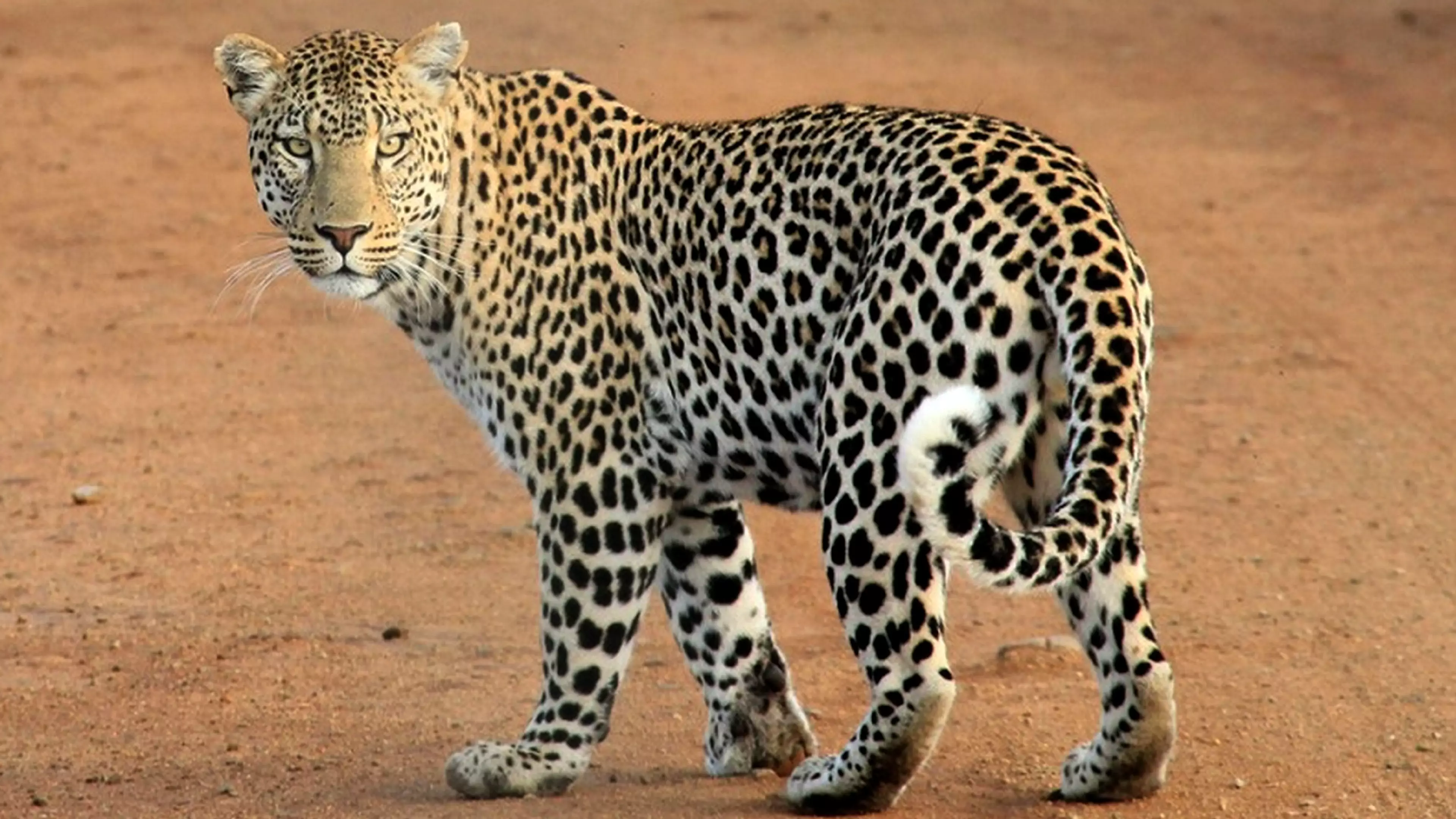 People Are Losing Their Minds Over This Leopard Hiding In A Pic