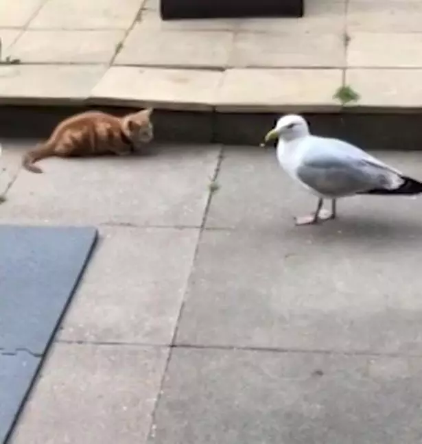 The seagull prowled around the tiny cat.