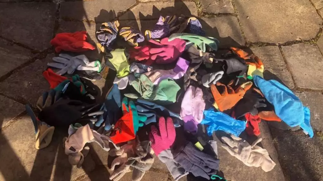 Sneaky Cat Steals More Than 50 Gloves From Neighbours' Gardens