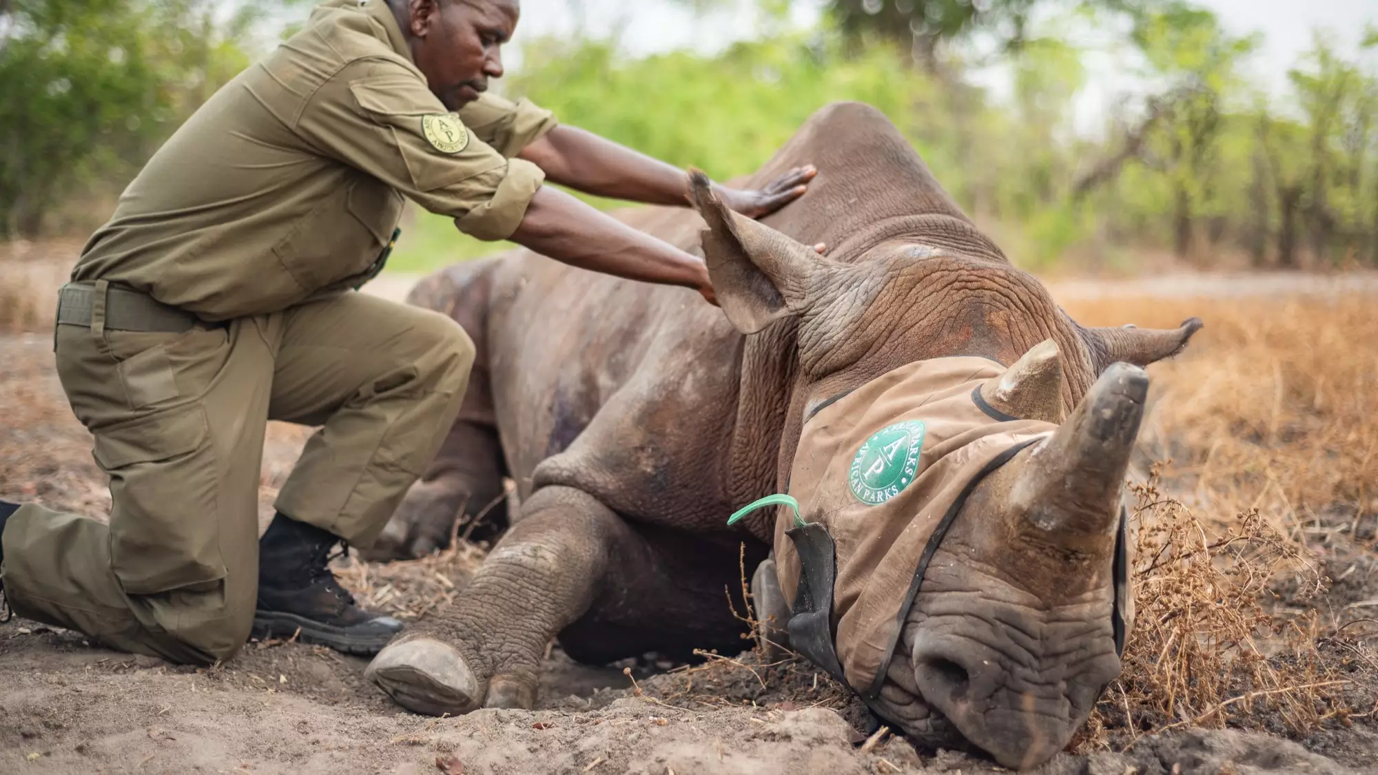 British Troops Help To Relocate Endangered Black Rhinos Away From Hunters