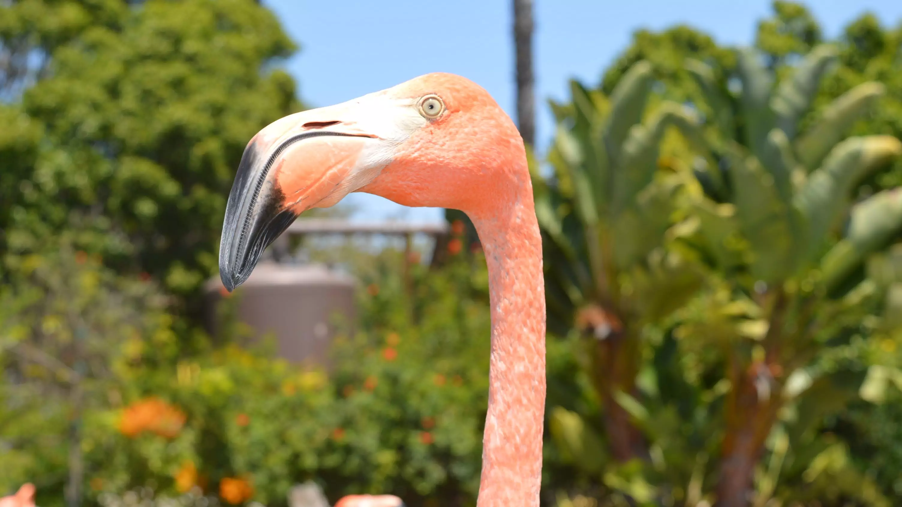 This Caribbean Beach Is Filled With Dozens Of Flamingos And We Need To Go Immediately
