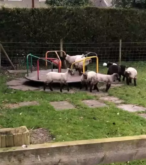 Lambs were seen playing on a children's roundabout.