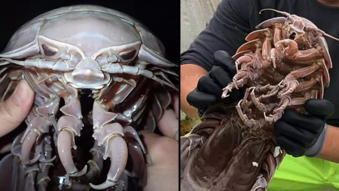 Gruesome Looking Sea Cockroach Looks Like Darth Vader