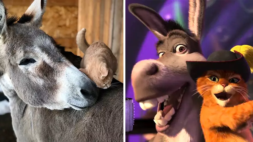 Shrek's Puss In Boots And Donkey Come To Life With This Adorable Real Life Cat And Donkey Duo