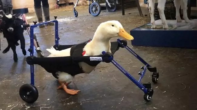 Disabled Duck Gets His Own Special Wheelchair