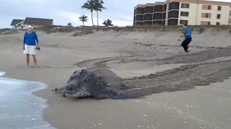People Left Stunned After Giant Turtle Emerges From Sea