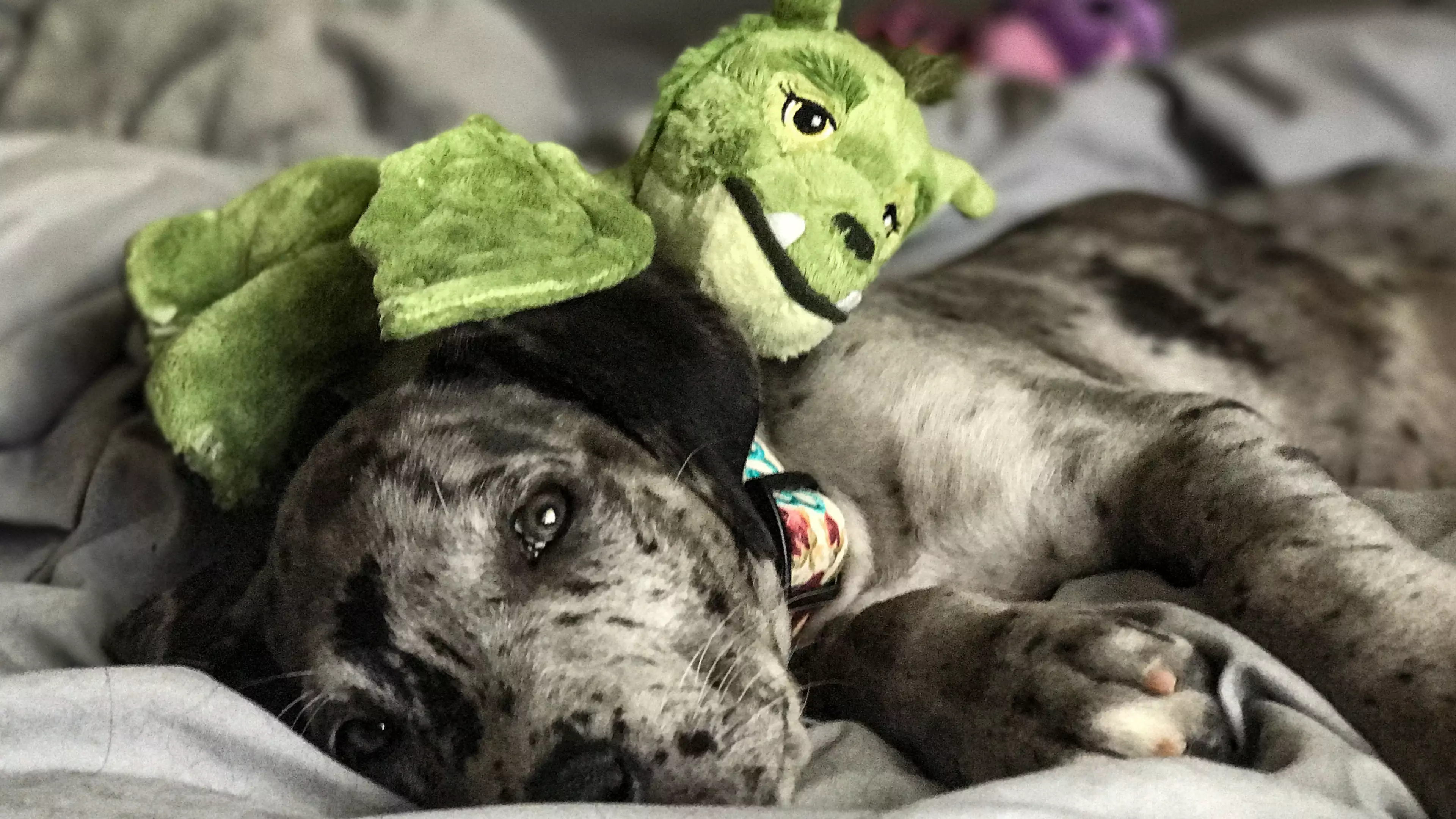 Adorable Great Dane Is Still Obsessed With The Cuddly Toy She Had As A Puppy