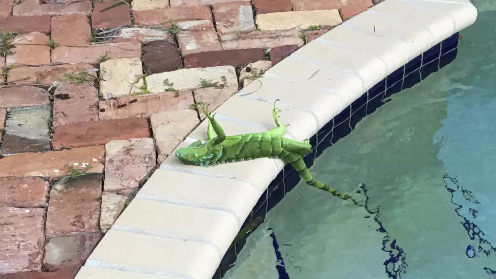 ​It's So Cold in Florida That Frozen Iguanas Are Actually Falling From The Trees 