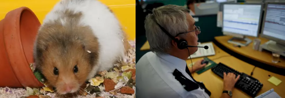 Someone Called The Police Because His Hamster Was Fat 