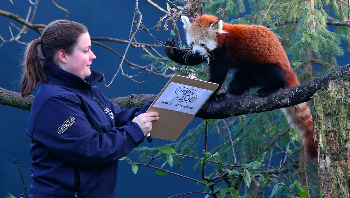 A trip to see the red pandas is first on the schedule (