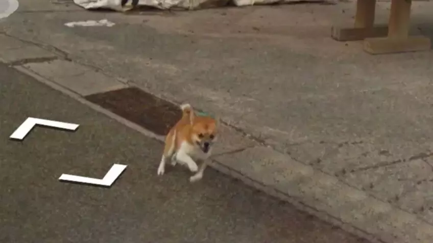 Adorable Dog Photobombs Google Street View Camera 
