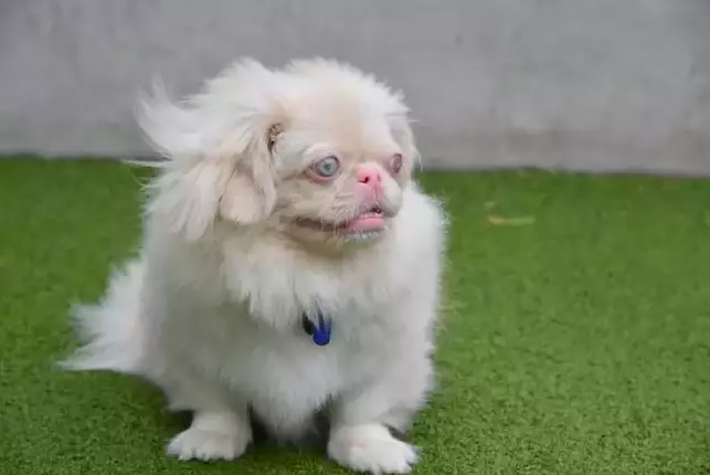 Boo is an albino Pekingese, a breed which originated in China (