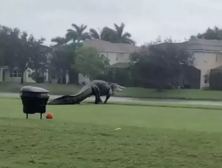 A monster gator was spotted strolling across a Florida golf course.