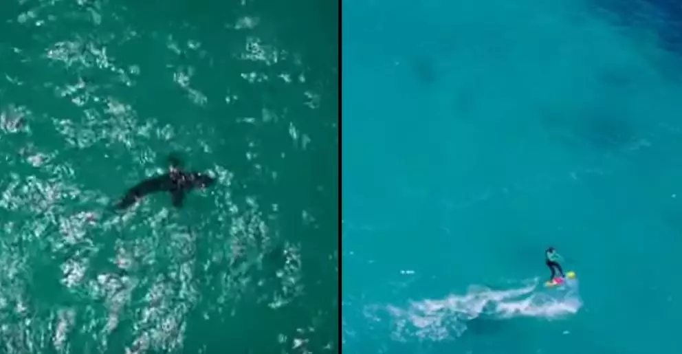 Drone Captures Great White Shark Circling Kite Surfer In Terrifying Footage