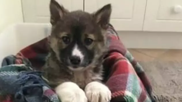 Ultra Rare Purebred Alpine Dingo Puppy Discovered In Australia