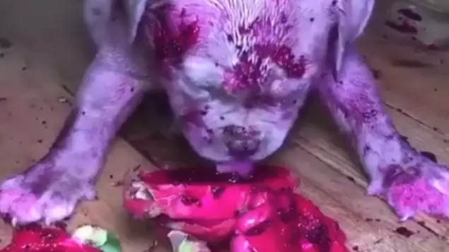 ​Puppy Gives Owner Shock As It Chows Down On Bright Pink Dragon Fruit