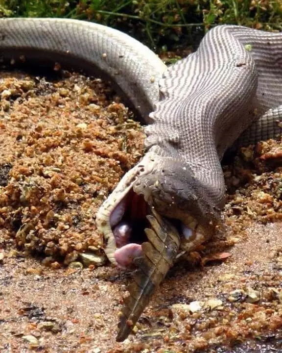 This snake would absolutely smash the Chinese buffet.