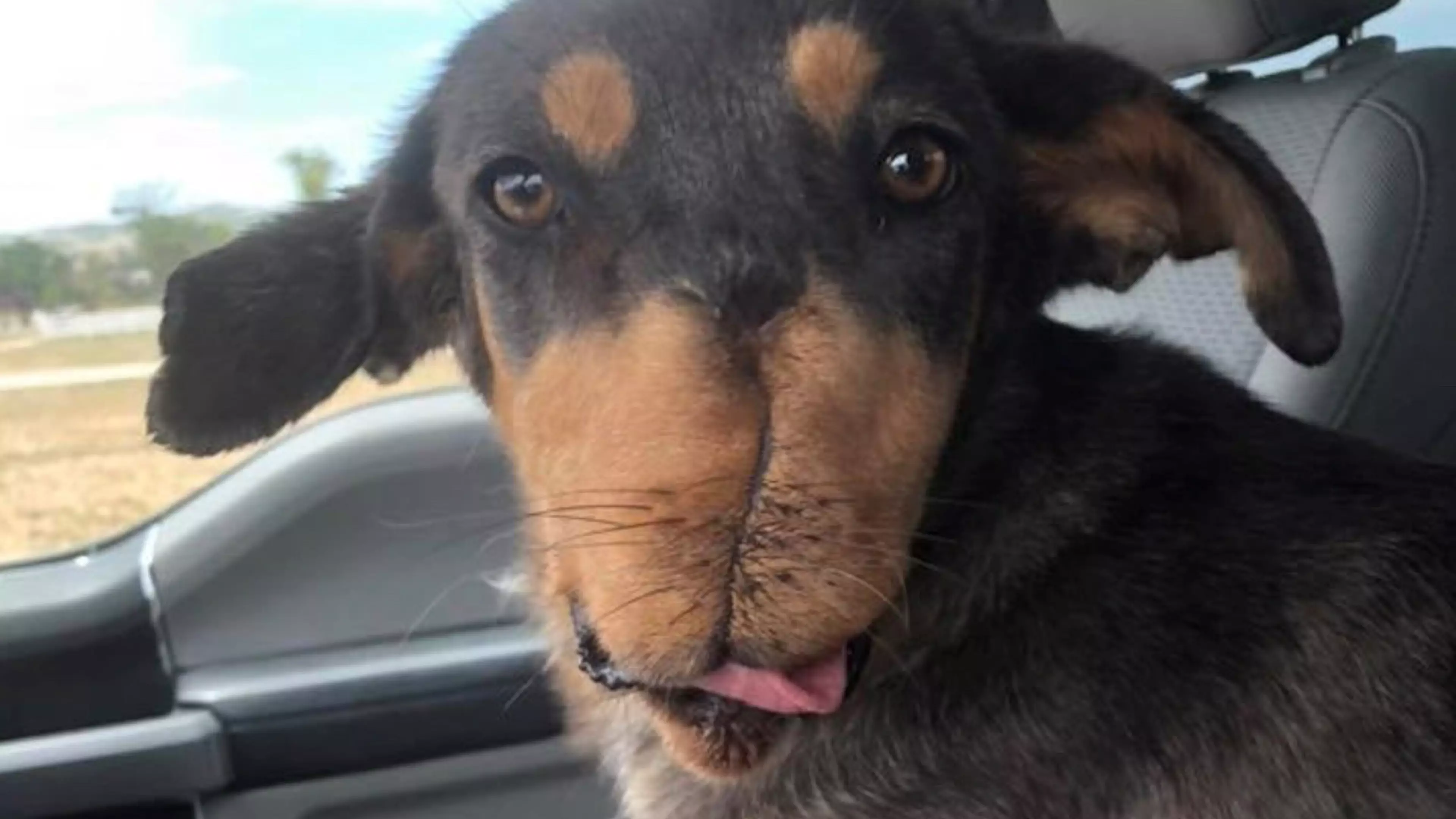 Puppy Whose Nose Was Blown Off By Fireworks Has Reconstructive Surgery