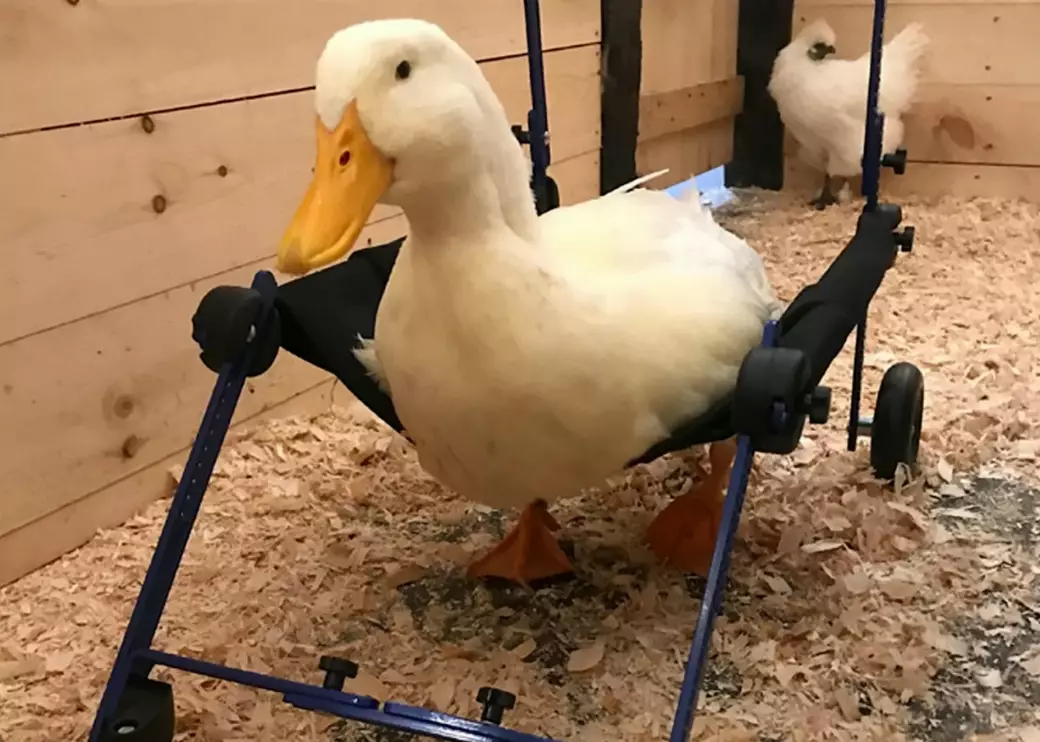 Merlin the duck has a specially-made wheelchair to help him move about.