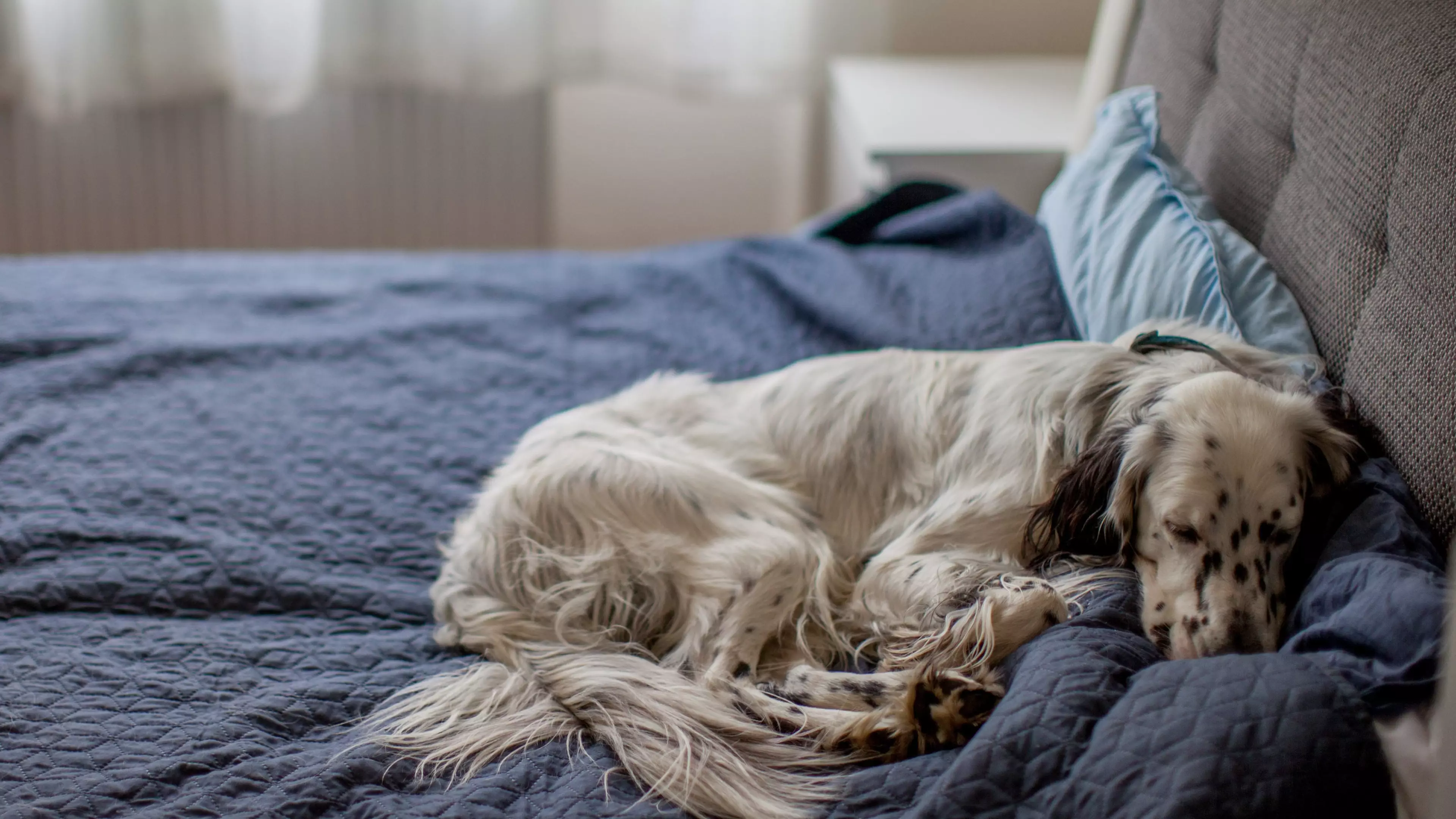 Sleeping With Your Dog In Bed Can Improve Your Mental Health, Says Animal Expert