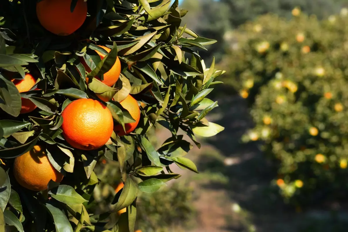 The town is dotted with orange groves (