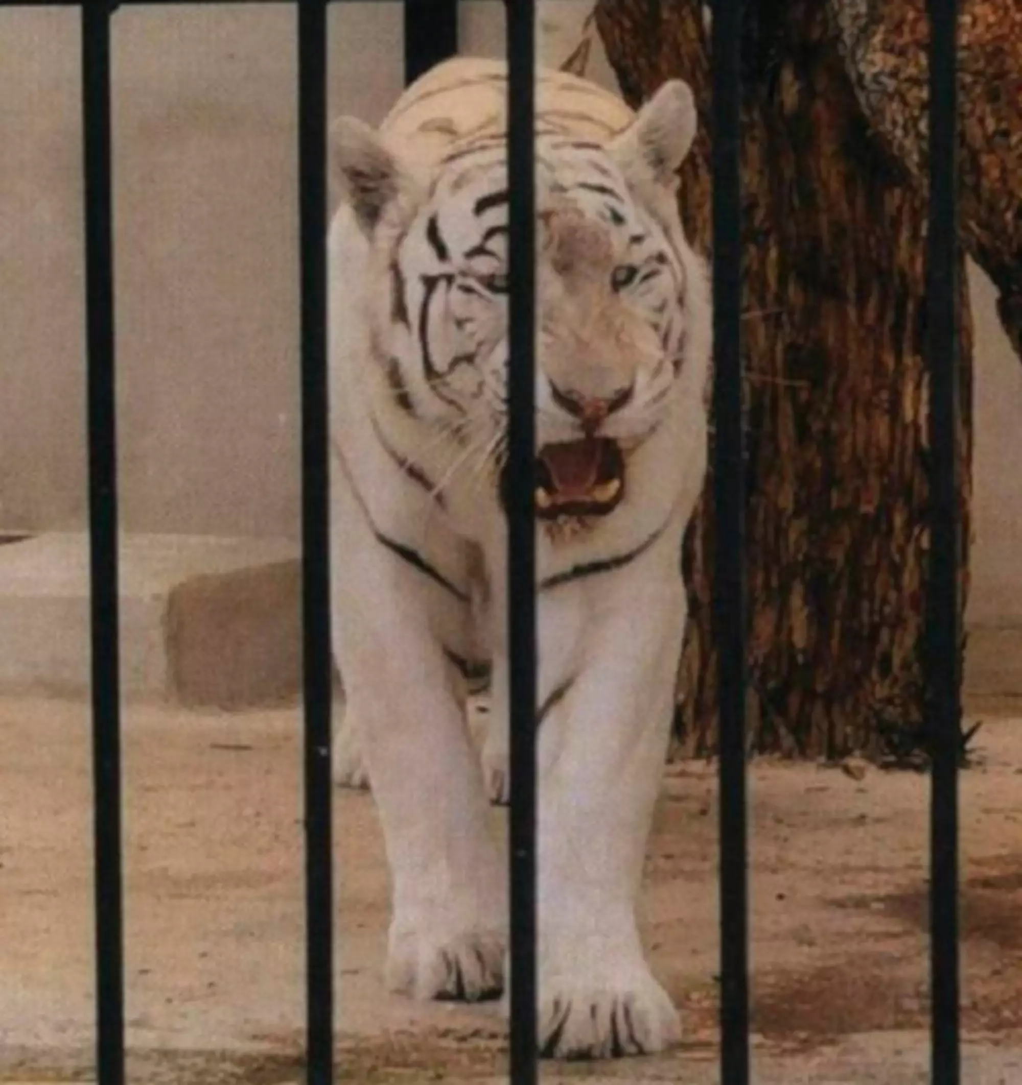 The albino tiger.