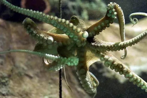 This Octopus' Escape From An Aquarium Is A Better Story Than 'Free Willy'