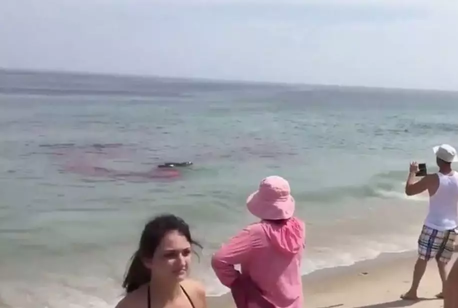 Shark Attack on beach in USA