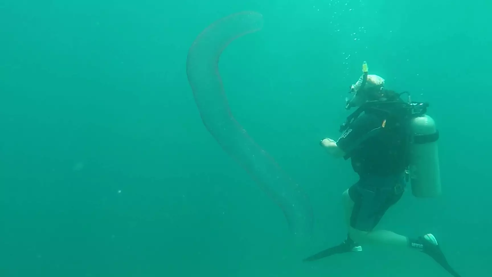 Divers Baffled When They Come Across 'Alien-Like' Sea Creature 