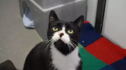 Kevin The Cat Left Home Alone Looking For New Family This Christmas