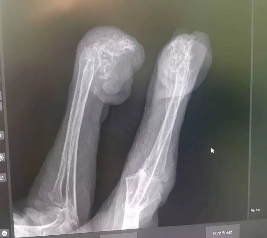 X-Rays showed how badly damaged her paws were. (