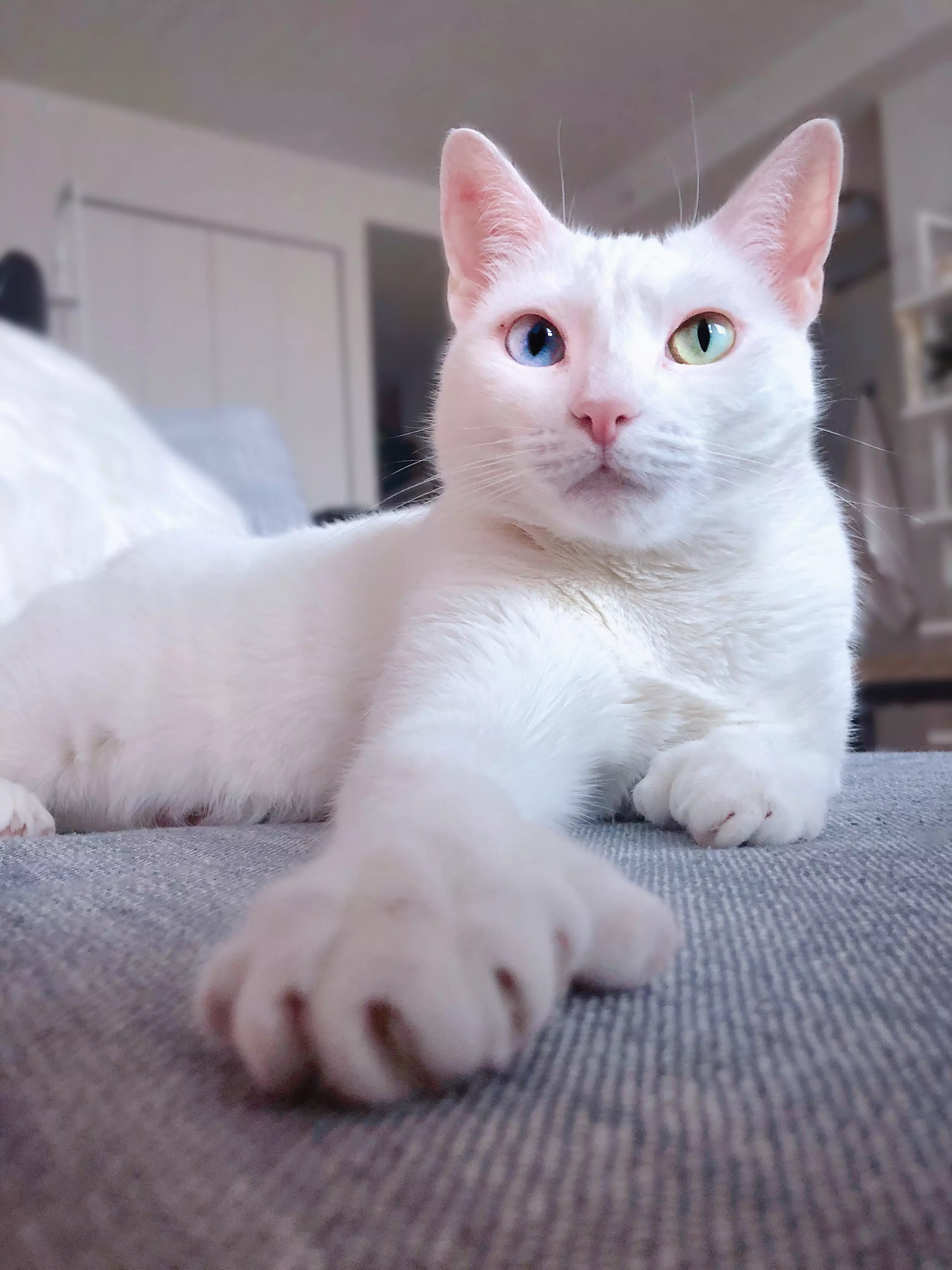 Snowy white Sansa was born with rare condition heterochromia (