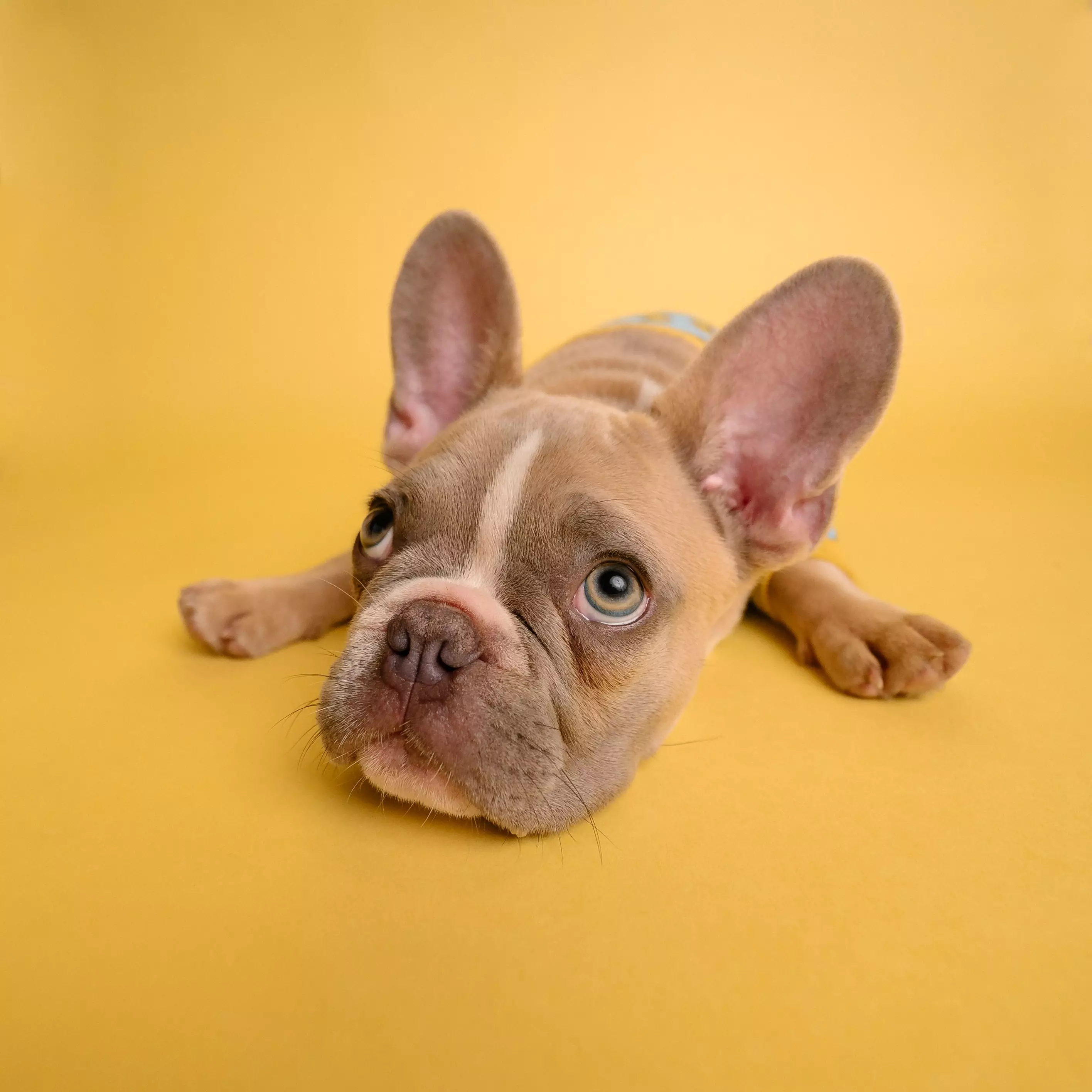 The French Bulldog is the UK's top dog breed (
