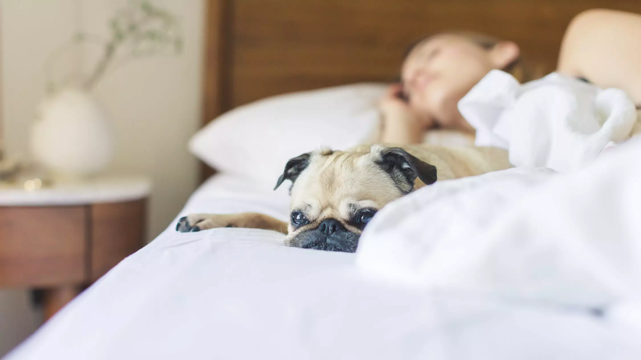 ​Letting Your Dog Sleep On Your Bed Is Key To A Good Night's Sleep, Study Says