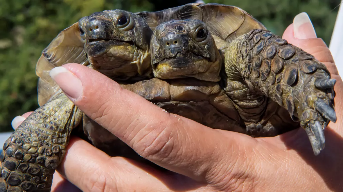 New Photos Of Two-Headed Tortoise Released Ahead Of 23rd Birthday Next Month