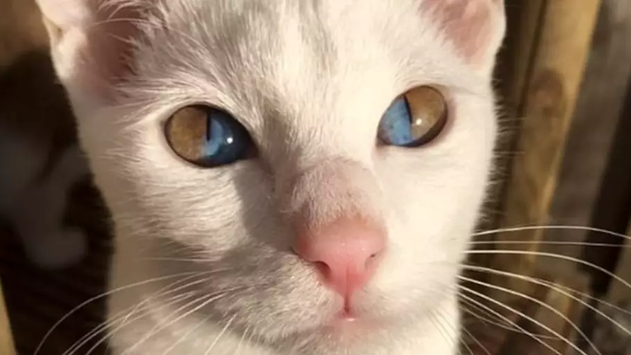 Rare Genetic Condition Leaves Cat With Dazzling Two-Tone Eyes