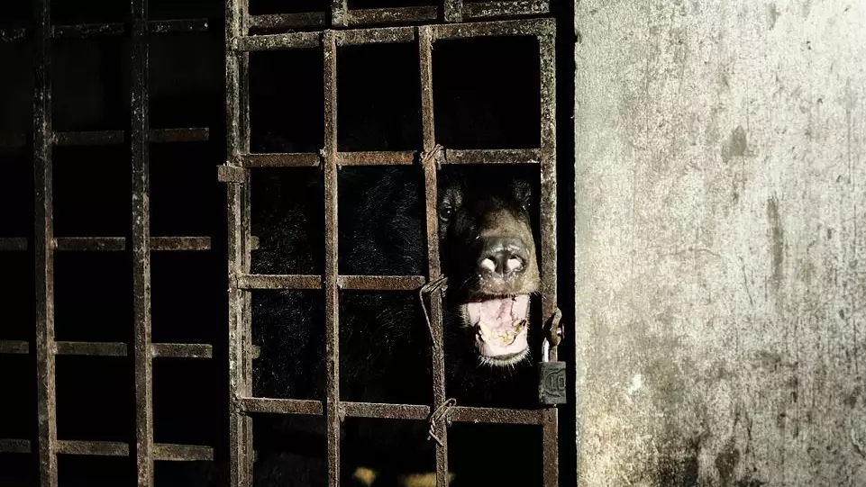Bears Rescued After Being Kept In The Dark For 17 Years In Vietnamese 'Bile Farm'