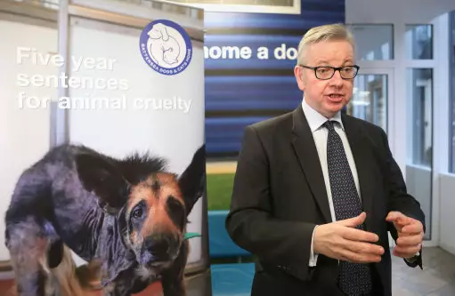 Michael Gove announces maximum five year sentences for animal abusers.