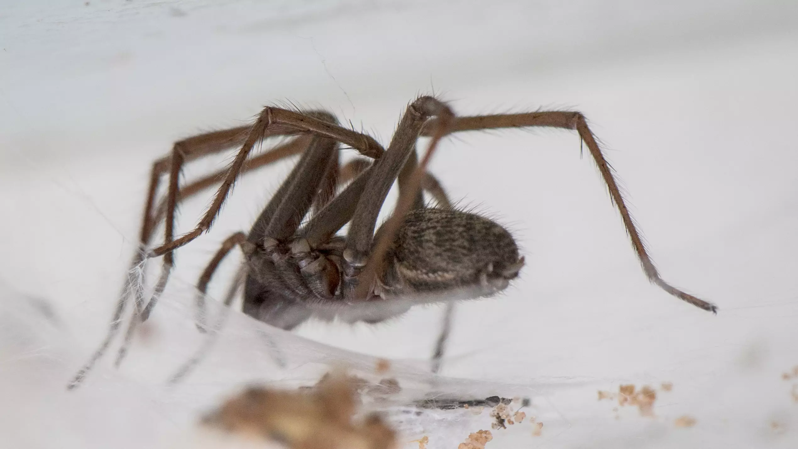 Sex-Crazed 'Hand-Sized' Giant Spiders Invade UK Homes