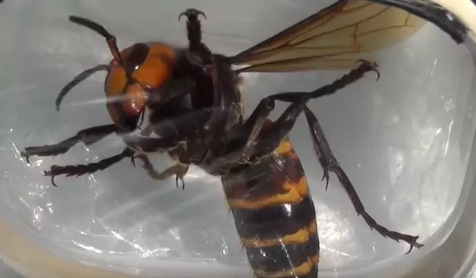Giant Asian Hornets Could Be Coming To The UK And They're Terrifying 