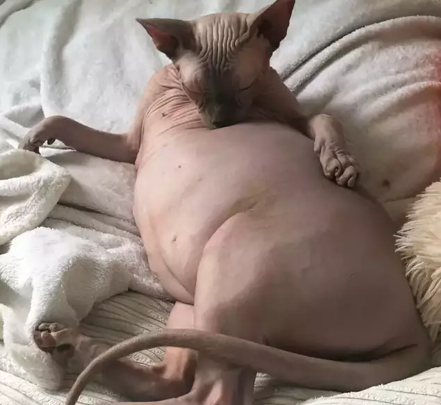 Amsterdam the chonky cat is all of us (