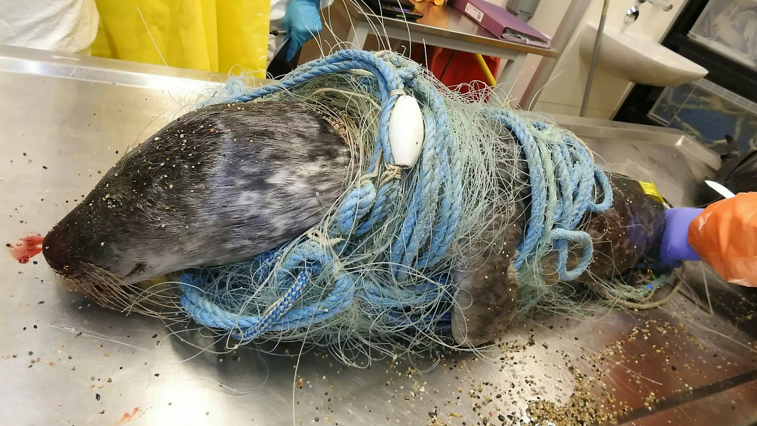 Vet Releases Confronting Pictures Of Dolphin And Seal Wrapped In Disused Fishing Nets